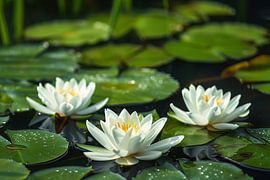 Impressionistic water lilies by Art & Soul Creations