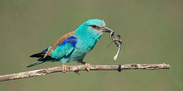 Scissors with prey (hose)