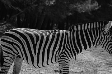 Zebra abstract by Studio Seeker