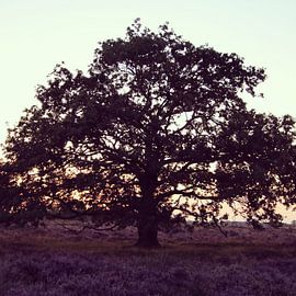 Tree on the moors by Sylvia Hoekzema