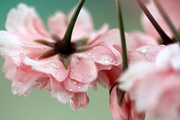 Roze bloemen met regendruppels van Felisa Friedman