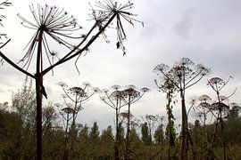 Rijkend naar de hemel van Jeroen Niemeijer