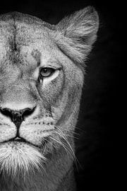 Lioness on black by Janine Bekker Photography