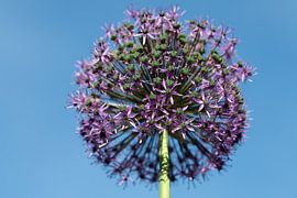 Blühender Zierlauch vor blauem Himmel