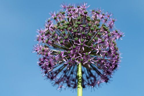 Bloeiende prei tegen een blauwe lucht