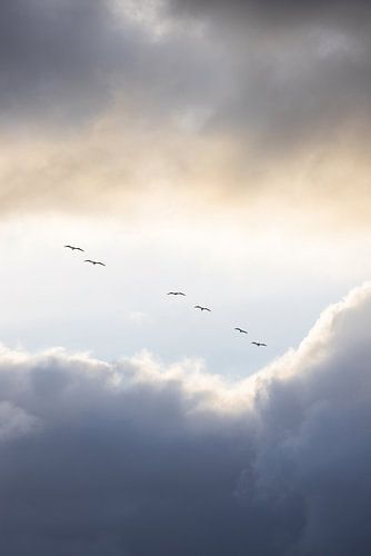 Flying High 10