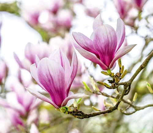 Roze en wit bloeiende magnolia bloemen