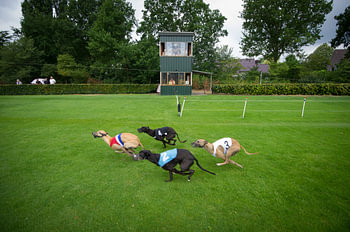 Windhund-Rennen