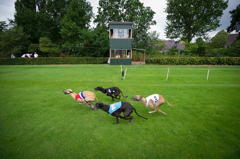 Sighthound Racing by Gerrit de Heus