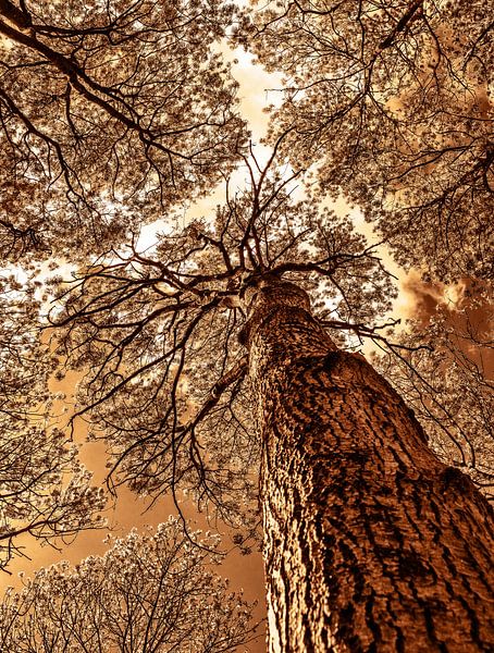 skyhigh by harry de jong