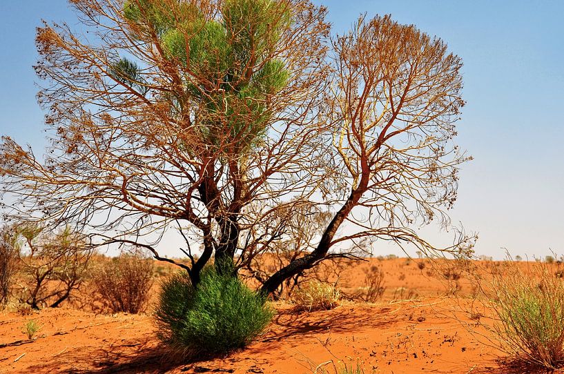 Einsam unter dem brennenden Himmel des Outbacks von Frank Photos