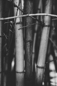 Art Botanical Gardens black and white plants by Ken Tempelers