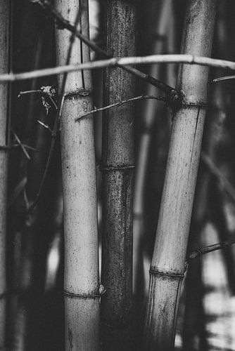 Kunst Botanischetuinen zwartwit planten