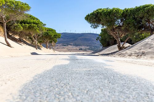 Een weg met pijnbomen en een duin, Duna de Valdevaqueros, Tarifa, Andalusië, Spanje.
