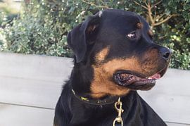 Muddy by Colette Molin