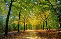 Herfstkleuren in bos bij Epe