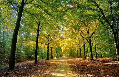Herbstfarben im Wald bei Epe von Harry Schuitemaker