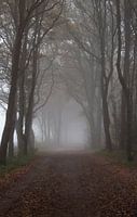 Bospad in de mist