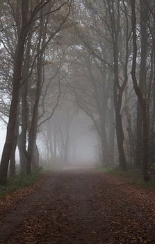 Forest path in the fog