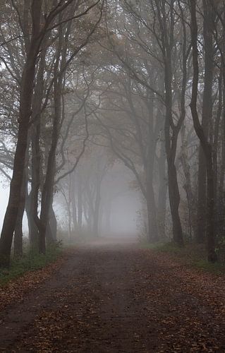 Waldweg im Nebel