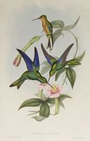 Family of Kolibries, John Gould