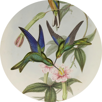 Familie van kolibries, John Gould van Teylers Museum