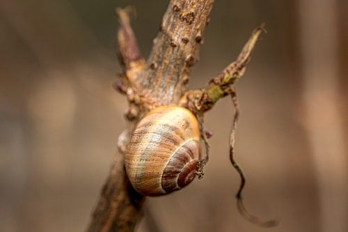 Schnecke am Stiel... von Thomas Grünewald