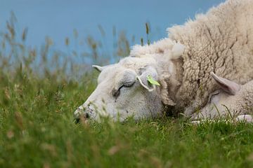 Schaap en haar lammetje slapen samen op de dijk. van Erik Groen