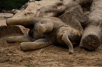 Jonge olifant