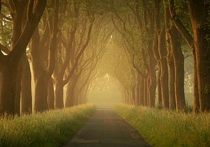 Sonnenaufgang zwischen den Bäumen in der Beemster