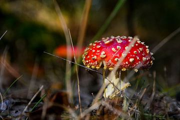 Op een grote paddenstoel sur Jaco Verheul