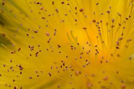 millepertuis by Eveline De Brabandere