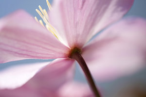 clematis