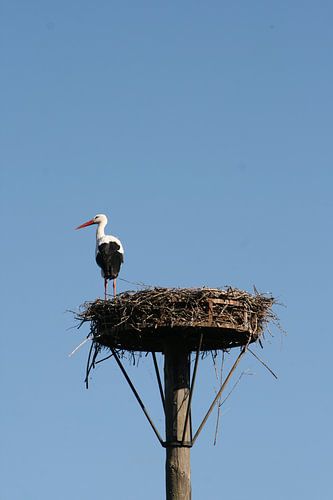 Ooievaar op nest