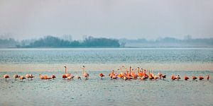 Flamingos im Grevelingen-See