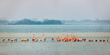 Flamingos im Grevelingen-See von Frans Lemmens
