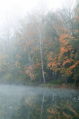 Birch tree in forest at lake in fog near Ulm in Baden-Wuerttemberg