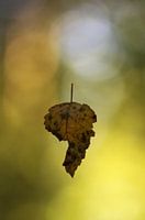 autumn is in the air