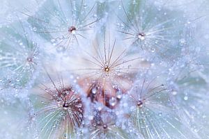 Macro of spent morning star