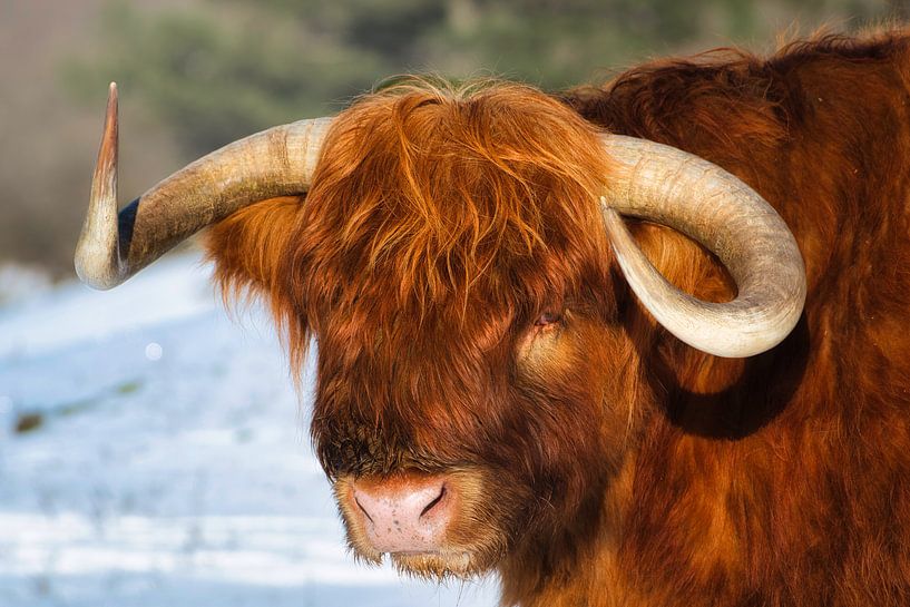 Porträt eines schottischen Highlanders von WeVaFotografie