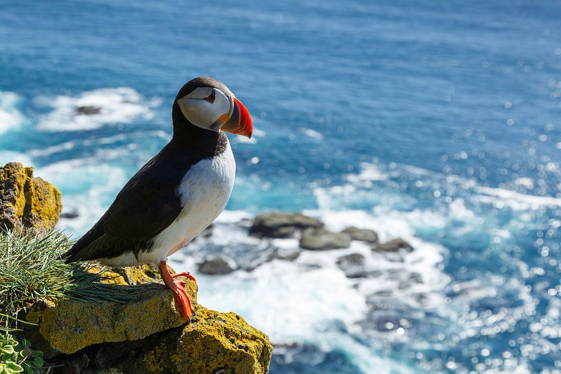 Papageientaucher von Menno Schaefer