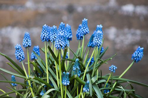 Blaue Weintrauben mit einem industriellen, harten Look. Blue Magic Industrial.