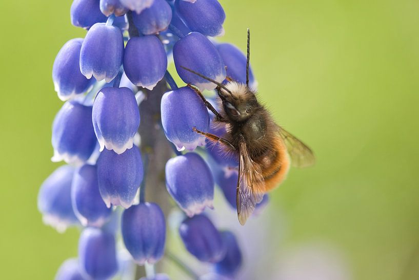 Bee on blue grapes by Anne Ponsen