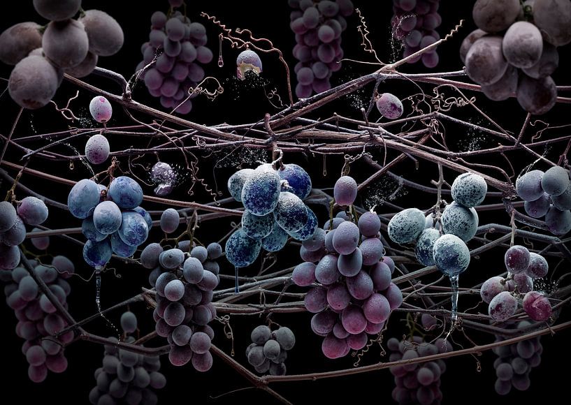 Vitis vinifera von Olaf Bruhn