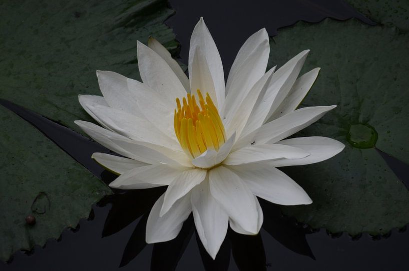 Waterlily by Laura