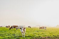 Koeien in een weiland tijdens een mistige zonsopgang van Sjoerd van der Wal Fotografie thumbnail