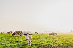 Kühe auf einer Wiese bei einem nebligen Sonnenaufgang von Sjoerd van der Wal Fotografie