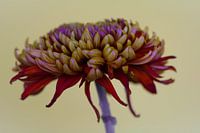 Rode chrysant tegen een lichte achtergrond