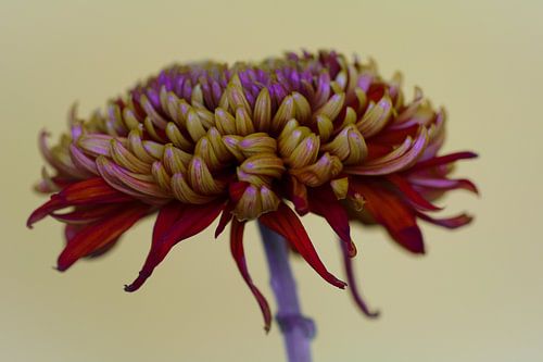 Red chrysant with a light background