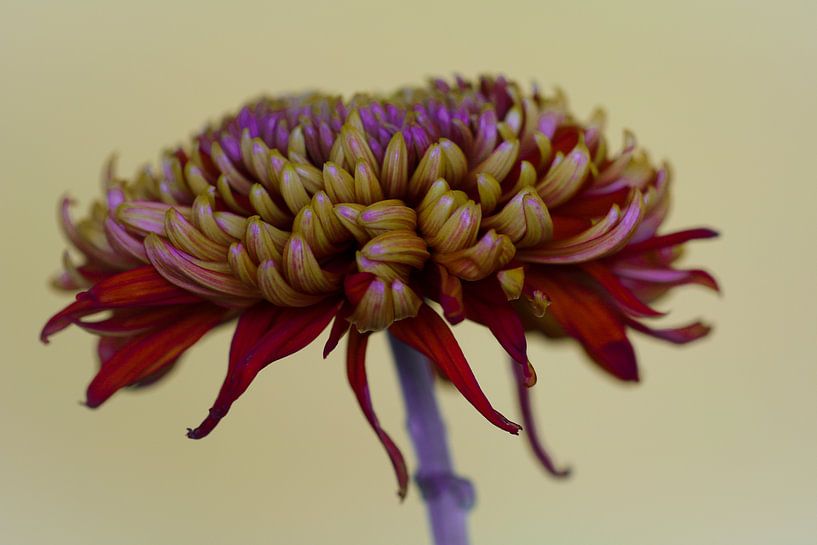 Rode chrysant tegen een lichte achtergrond von Lily Ploeg